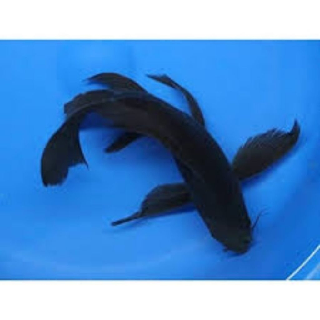 Bibit Ikan Koi Karasu Hitam Slayer