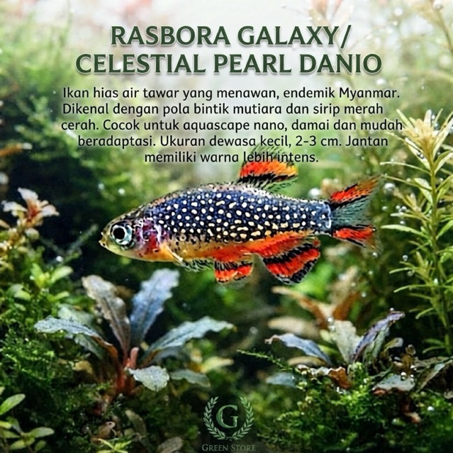 PERLENGKAPAN AQUARIUM RASBORA GALAXY