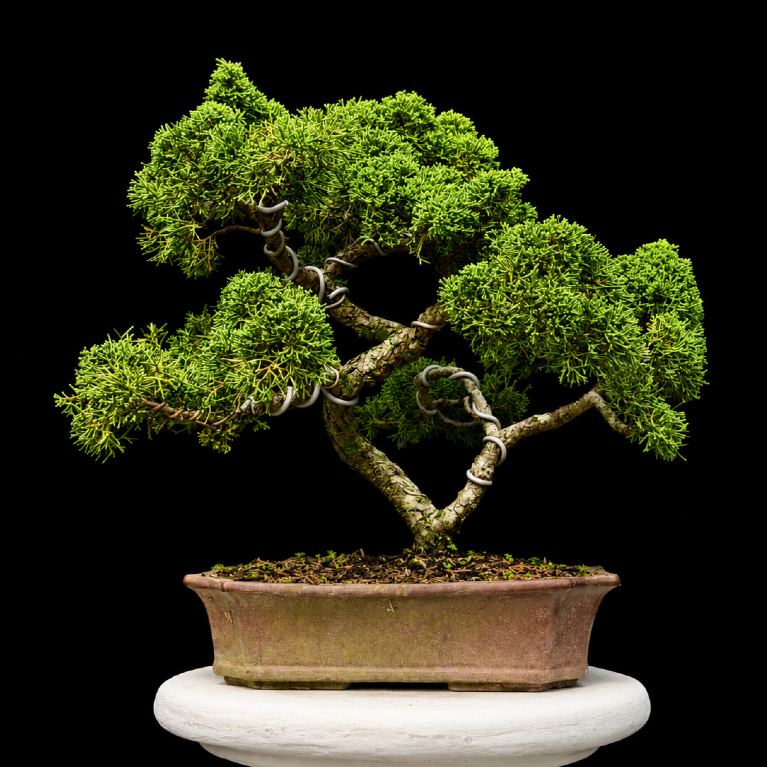 (BONSAI) Juniperus Chinensis 'Chinese Kishu' (Cemara Pingpong)
