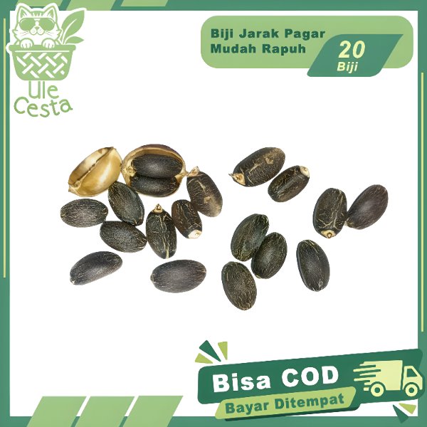Biji Buah Jarak Pagar 20 Pcs Untuk Di Tanam Umpan Pancing Jatropha Curcas Barbados Nut