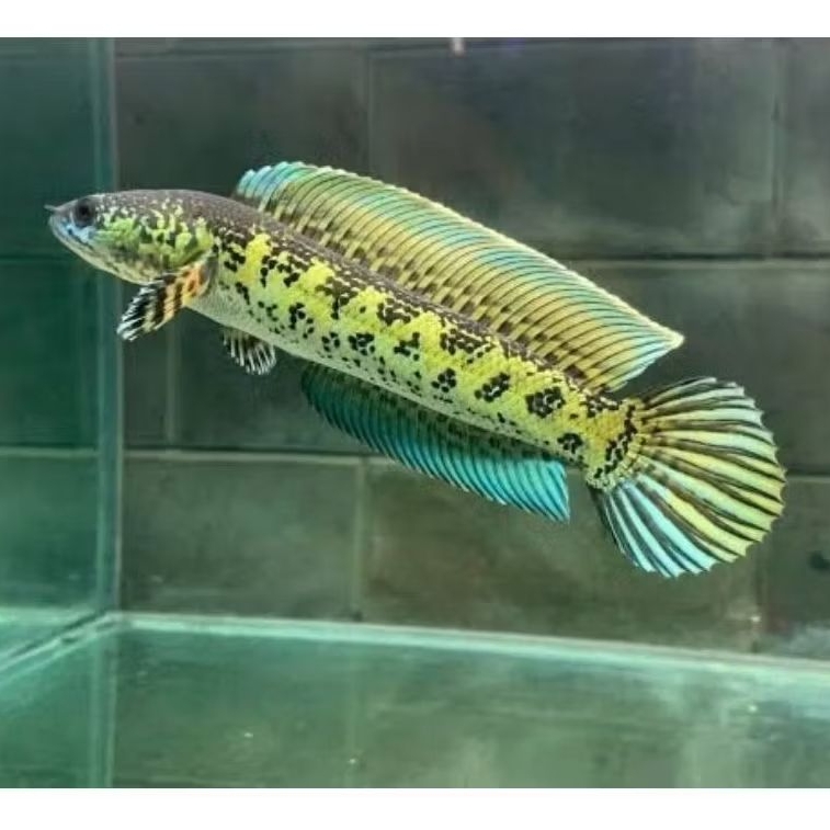 auranti cb real gondrong, singel tenk size 3-5 cm ful pelet