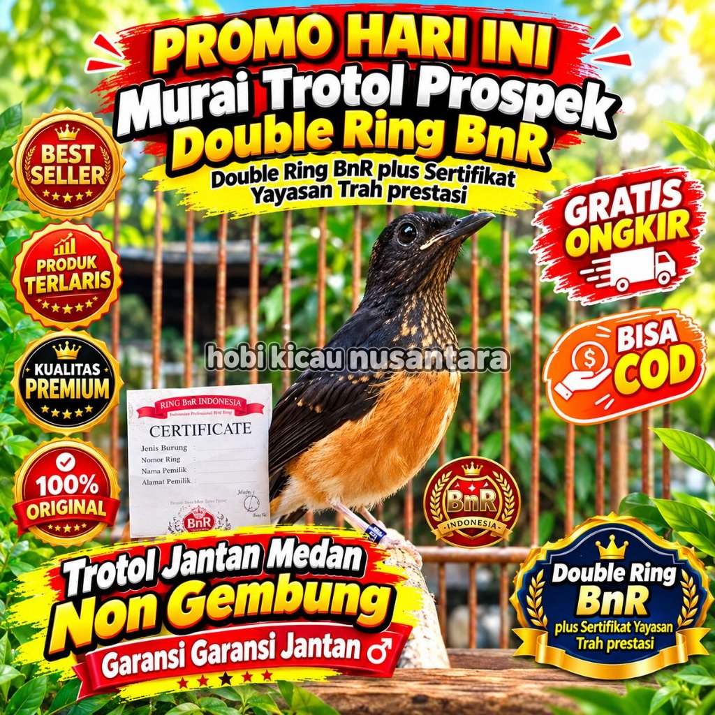 Murai Batu Trotol Jantan Medan Non Gembung garansi jantan ring BNR