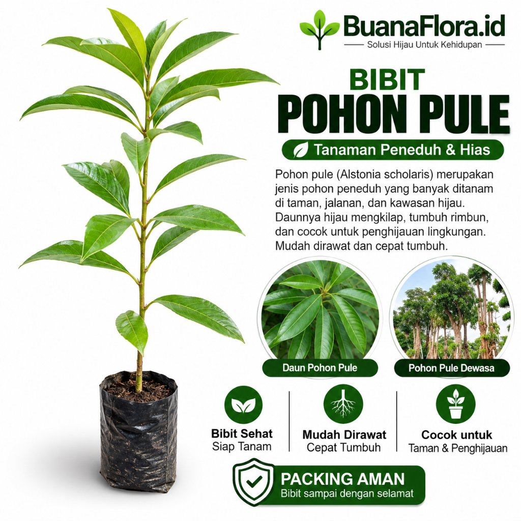 Bibit Pohon Pule Tanaman Hias – Pohon Peneduh, Tanaman Pucuk Hijau untuk Taman, Halaman Rumah dan La