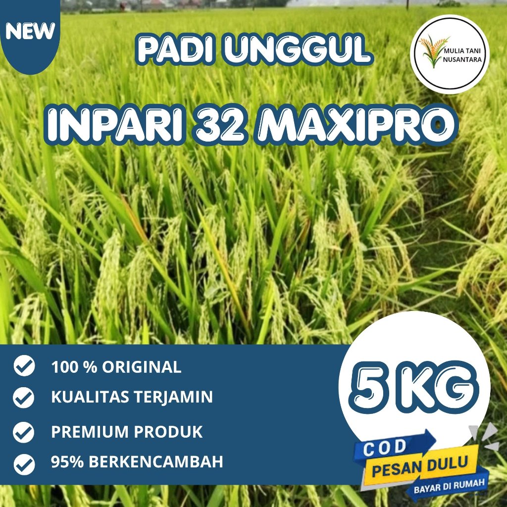 5KG BENIH PADI INPARI-32 MAXIPRO ORIGINAL LABEL UNGGU