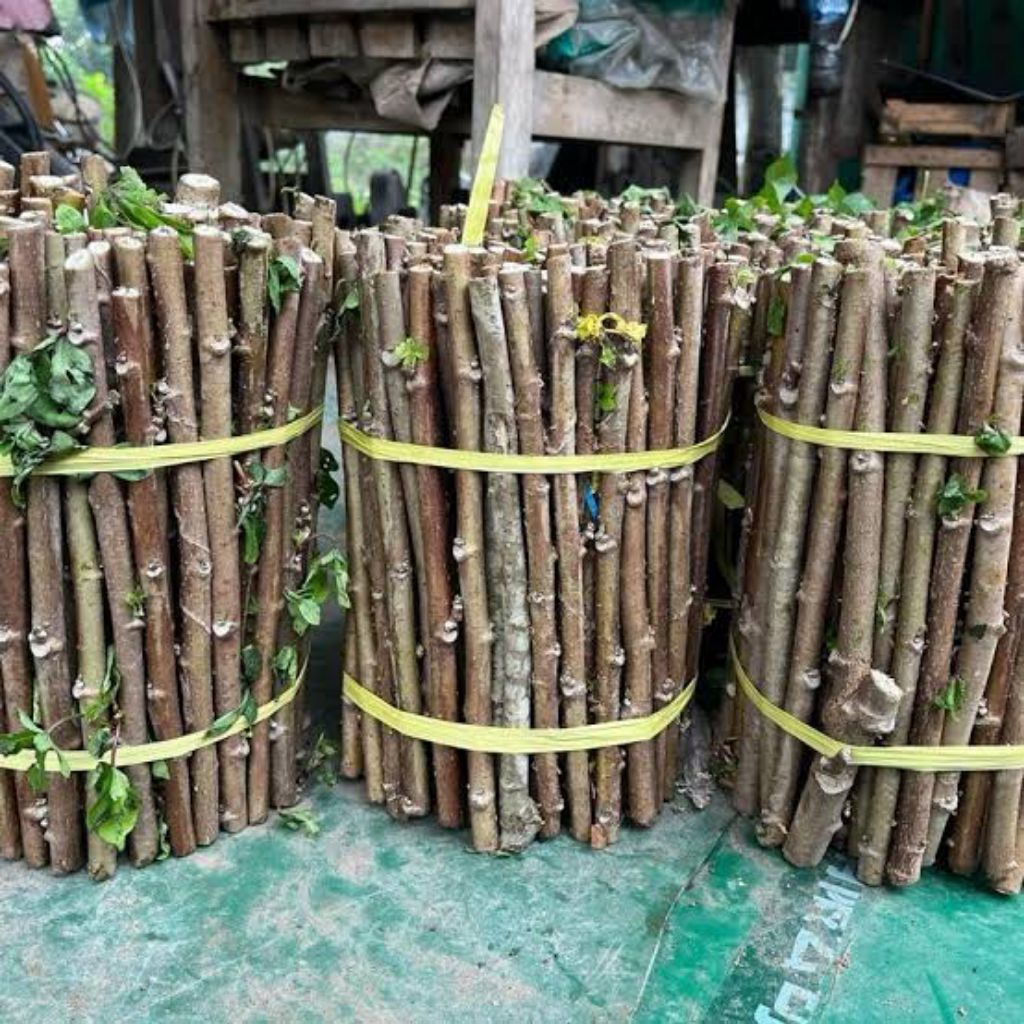 

Jual BIBIT SINGKONG PAPUA NUTRISI TINGGI UNTUK PAKAN TERNAK ISI 15-30 BATANG