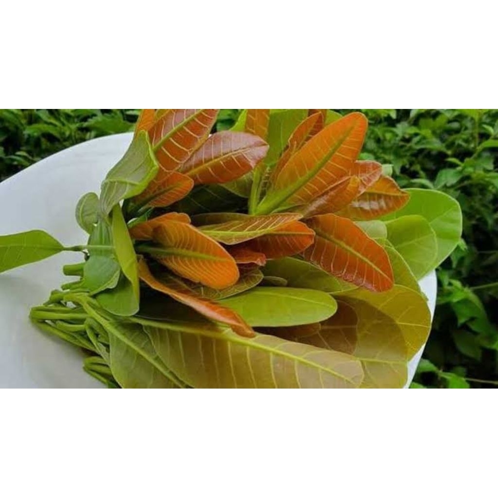 

DAUN JAMBU METE MUDA UNTUK LALAPAN