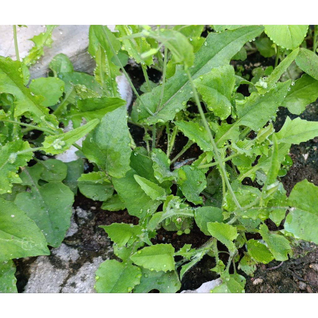 daun jonghe segar 250gr