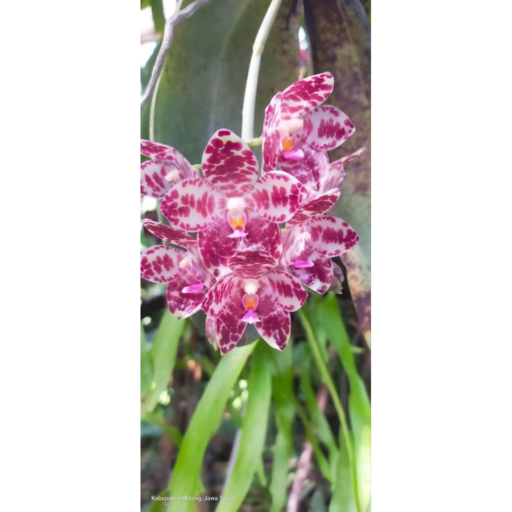 phalaenopsis gigantea