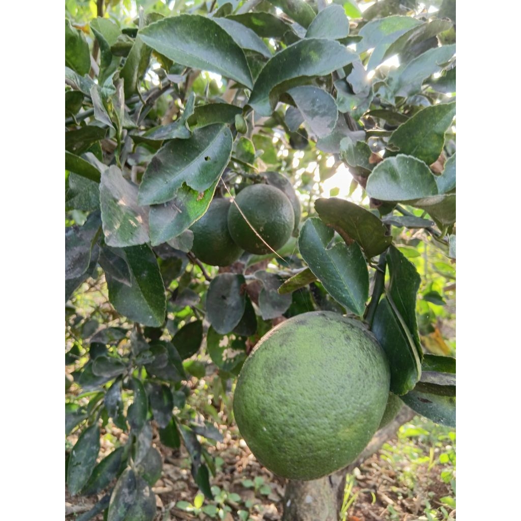 

Lemon Lokal Fresh (Langsung dipetik)