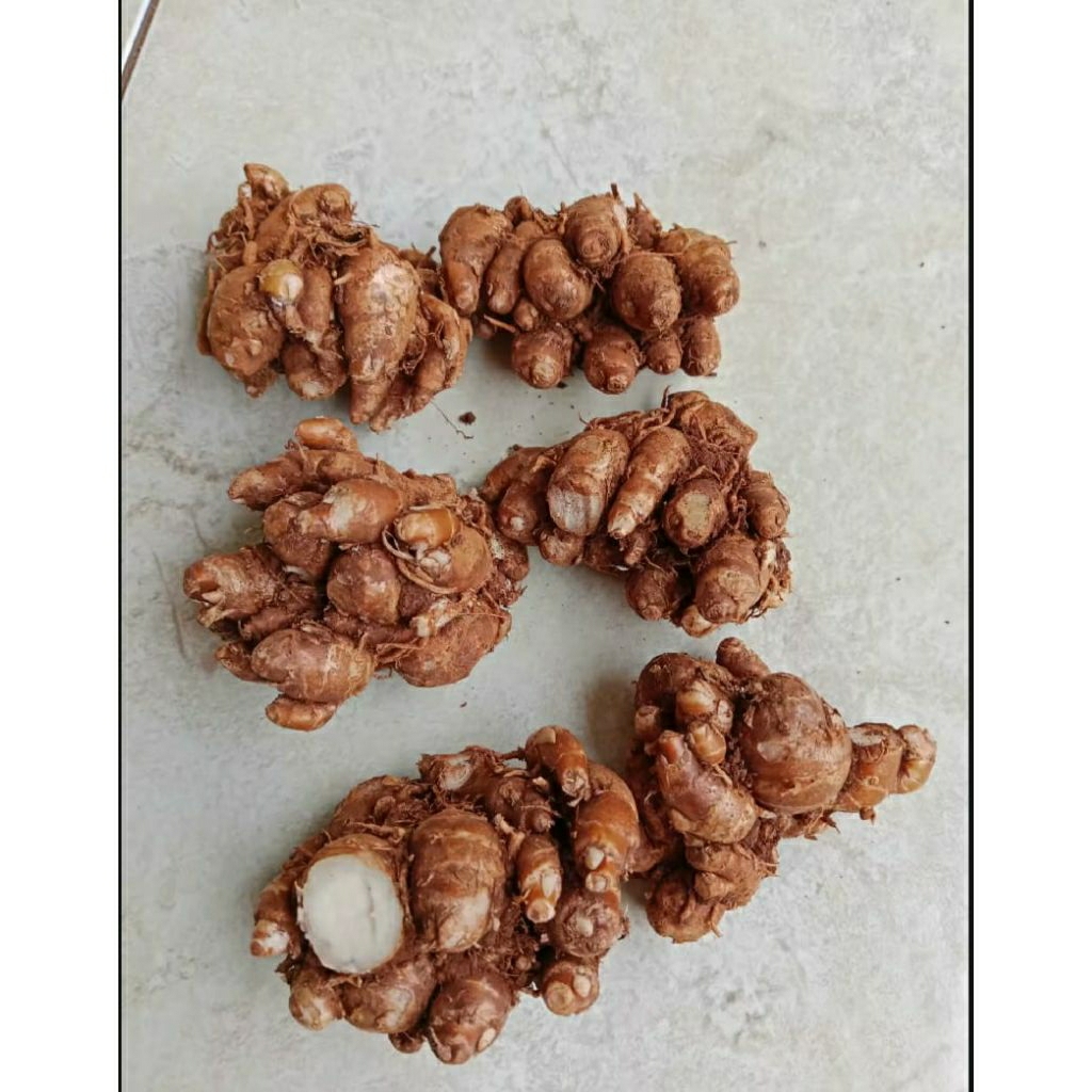 

Kencur / cikur segar