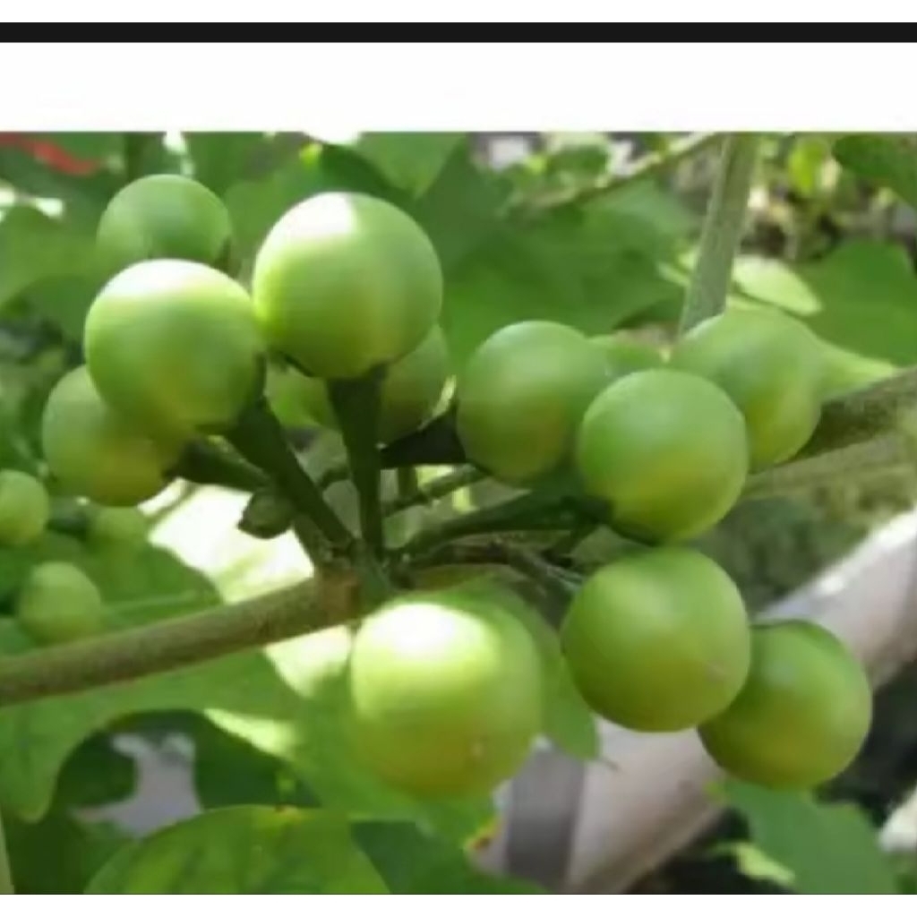 

BUAH TAKOKAK / CEPOKAK SEGAR 500 GRAM