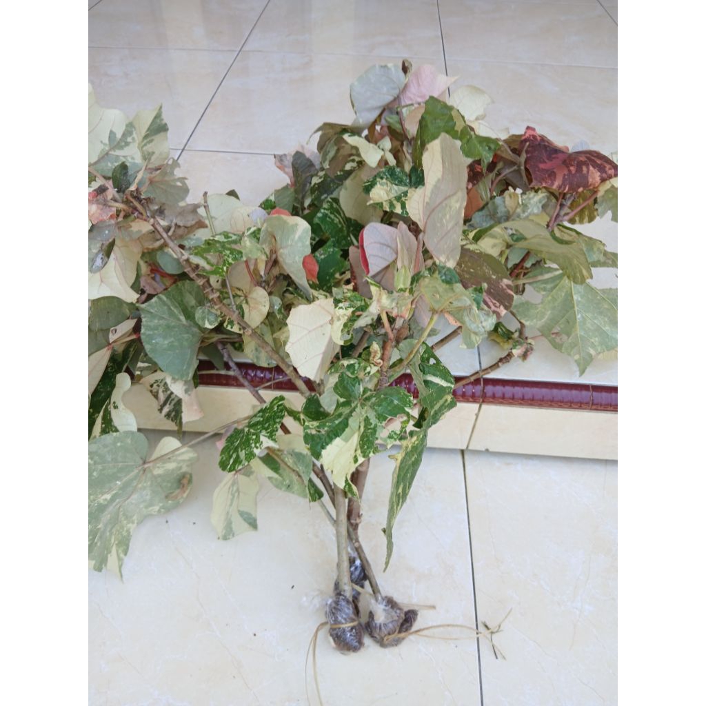 bahan bonsai waru varigata