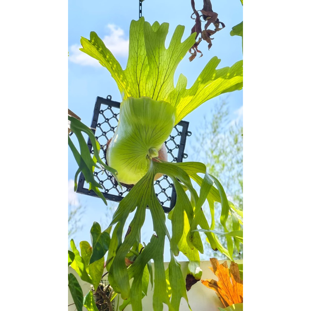 Platycerium / Simbar / Tanduk rusa jenis Coronarium