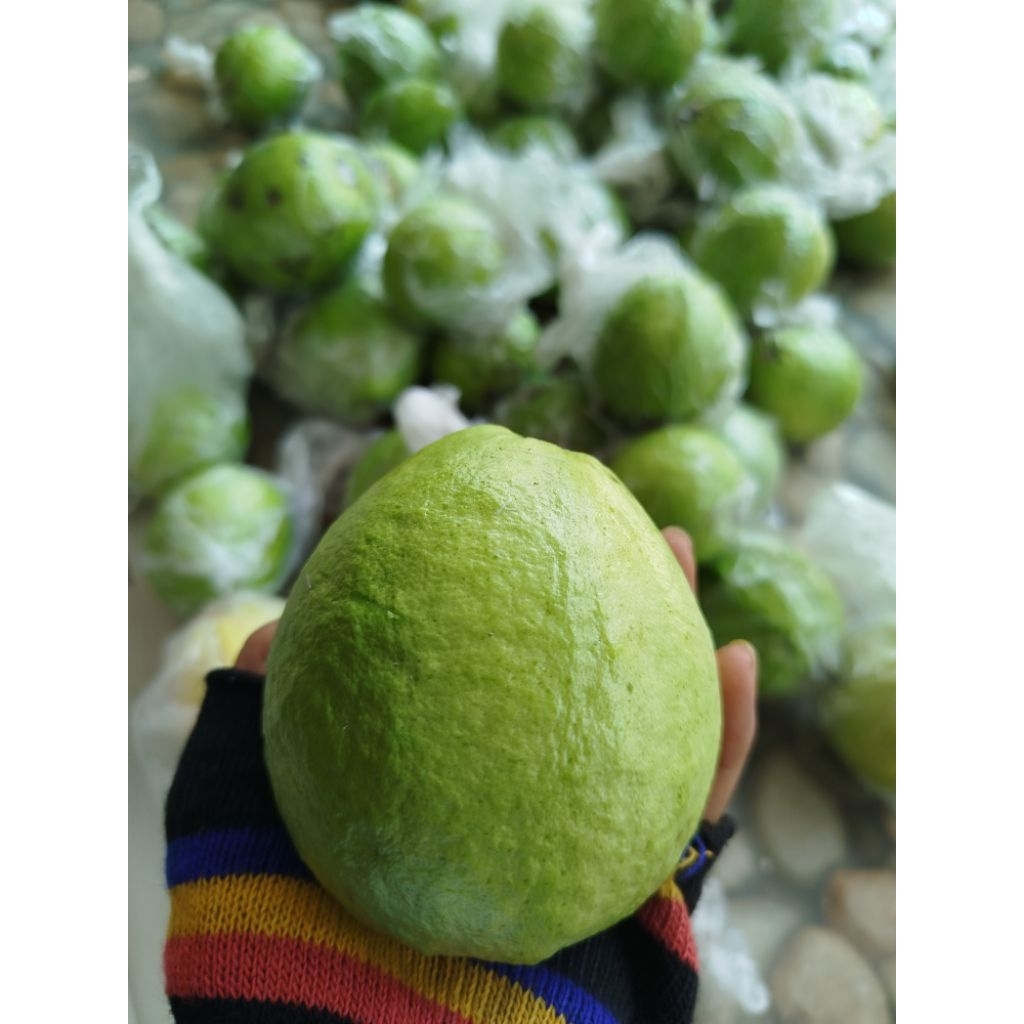 

Jambu merah juss fresh 1kg isi 6-7 buah