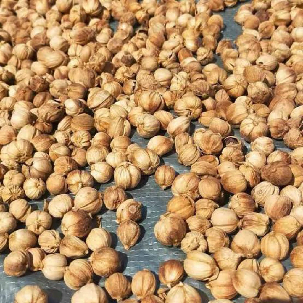 

Kapulaga Jawa Kering 250gr