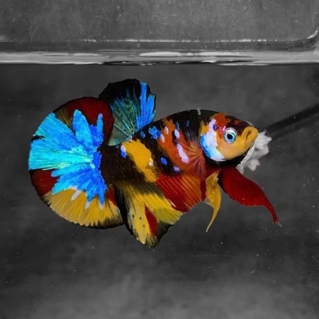 Variasi Multicolour, Yellow koi, Red koi coper, Yellow base Male
