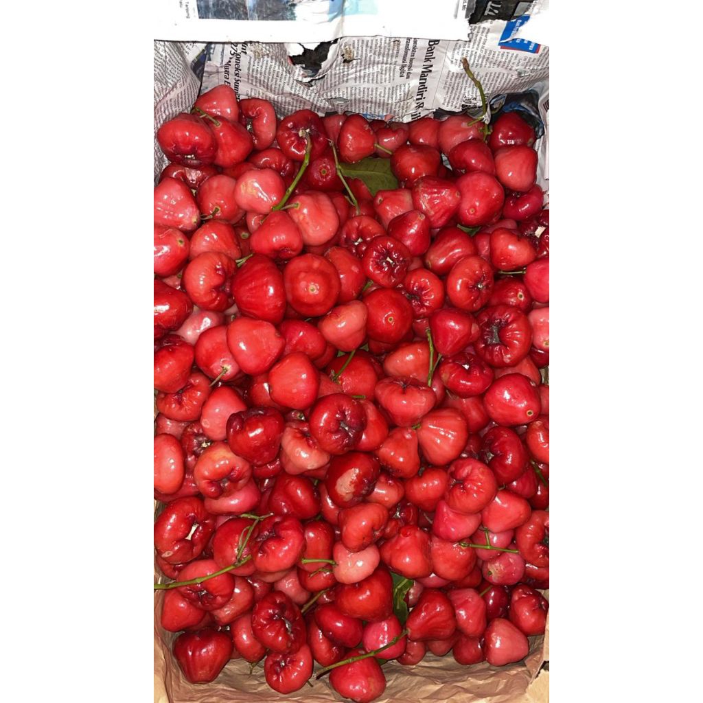 

Jambu air (Jambu neem) 1kg per produk. asem seger fresh (grab, gojek, kurir, instant) 1kg untuk 1 pesanan. cocok untuk rujakan, dimakan langsung dan ibu hamil yang ngidam. murah namun berkualitas buahnya. baru banget dipetik dijamin tidak mengecewakan.