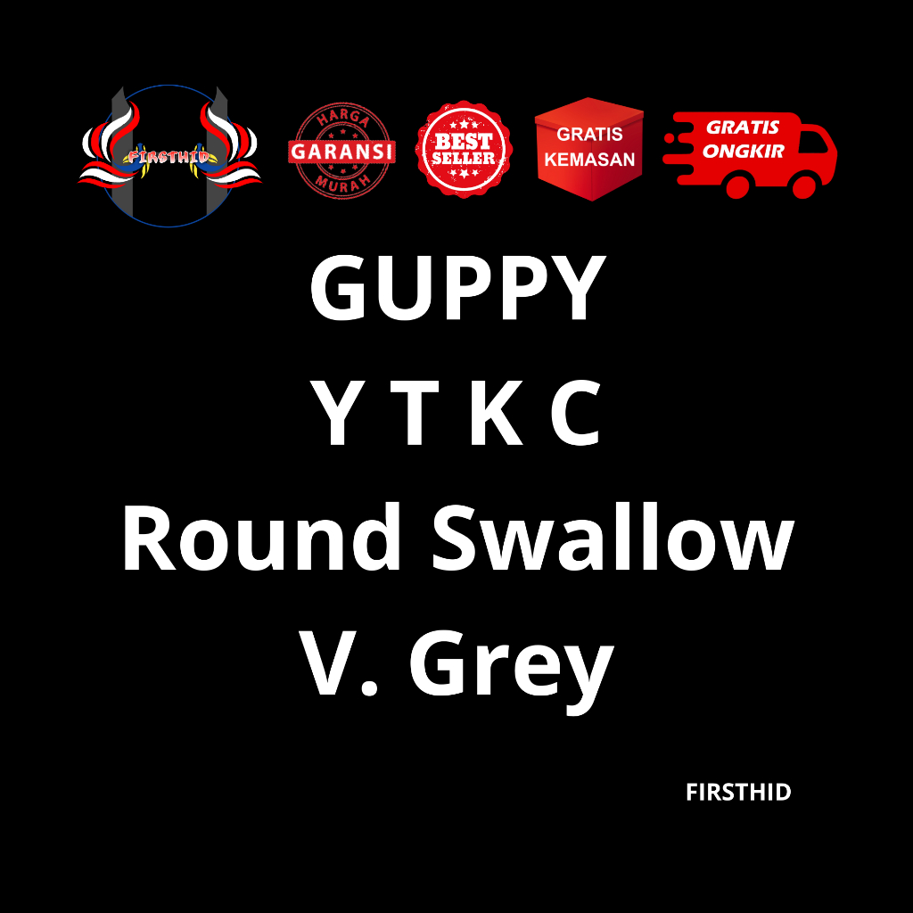 (BEST SELLER) Aksesoris Akuarium GUPPY YTKC Roundtail Swallow versi Grey (Yellow Tiger King Cobra) p