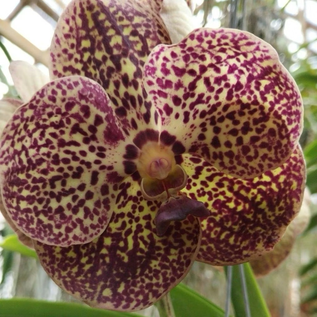 anggrek vanda cream mix spike knop