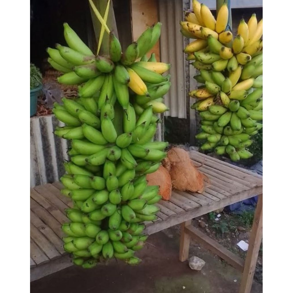 

pisang muli per 2 sisir super manis enak