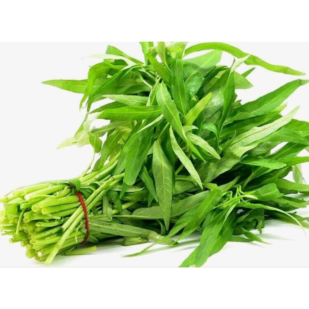 

kangkung segar perikat