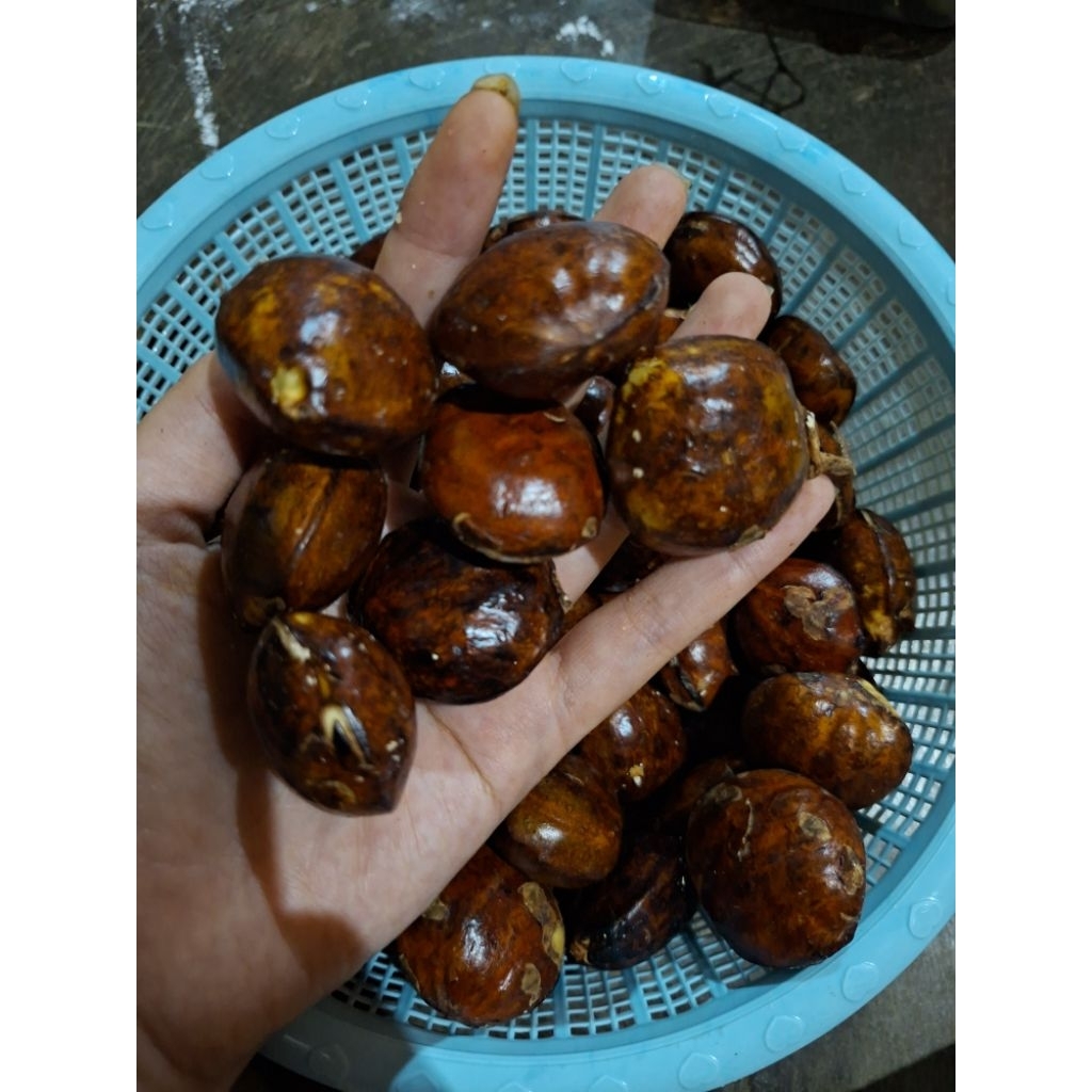 

jengkol tua. jengkol rendang, jengkol sambel