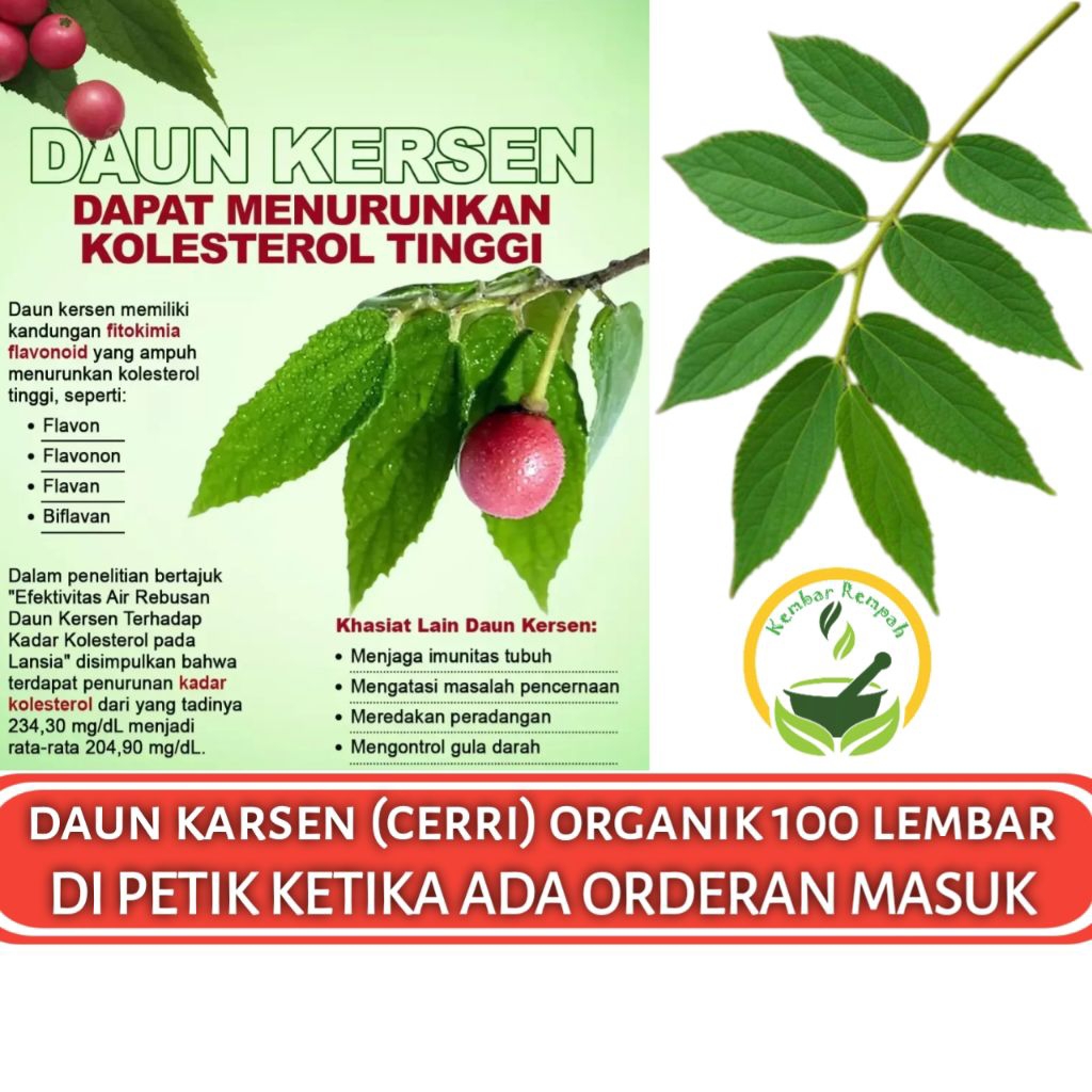 

DAUN KARSEN SEGAR 100 LEMBAR