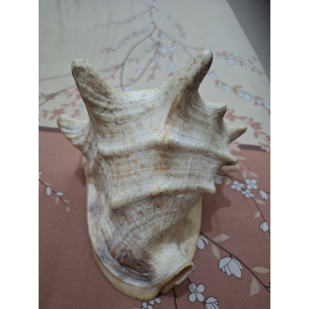 

Keong laut untuk Hiasan rumah Limited edition Barang terawat Pemakaian pribadi