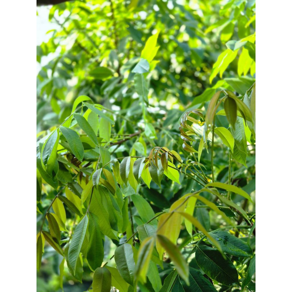 

Daun Kedondong Hutan