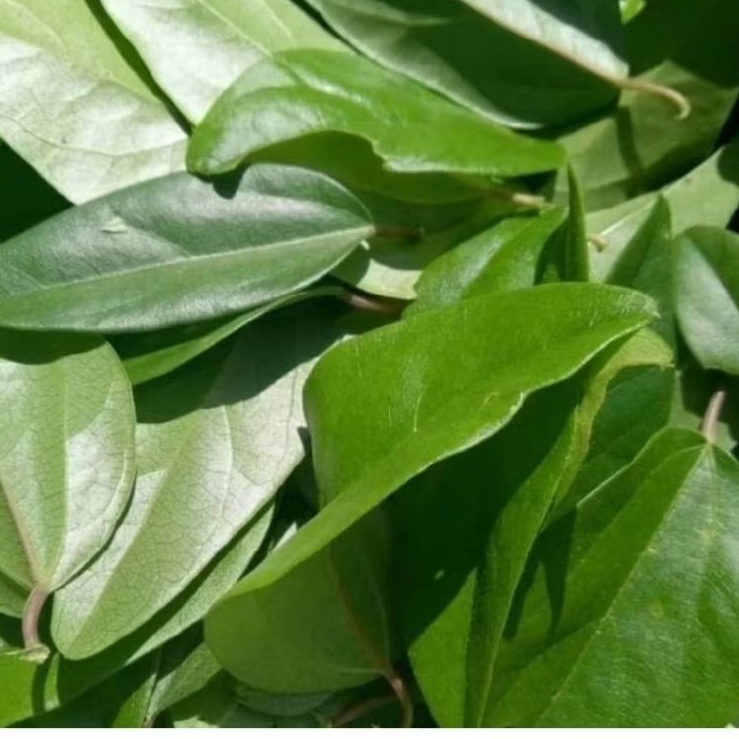 

Daun cincow segar 50 lembr