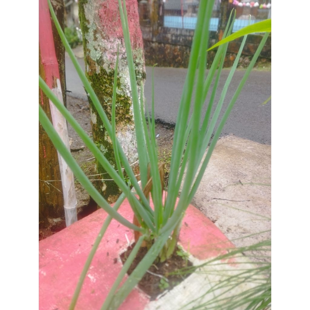 

Daun Bawang Fresh Bersih