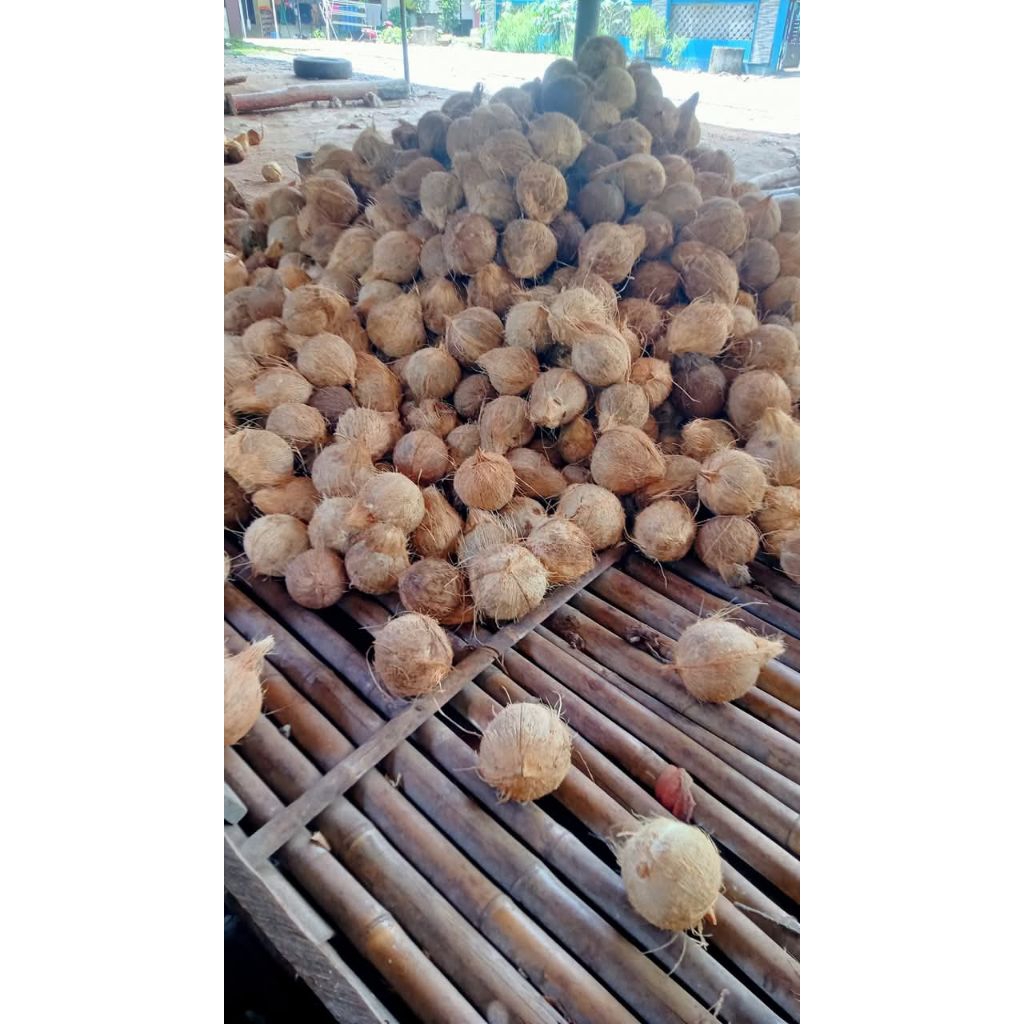 

5 butir kelapa tua ukuran 600-700gr