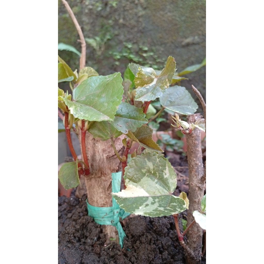 Bahan Bonsai Waru batang besar, joss pecah akar