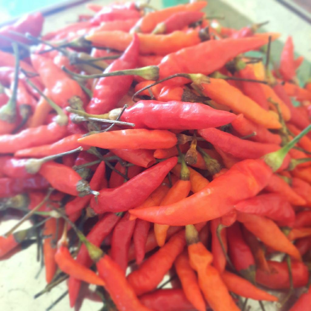 

cabe rawit kecil/ lombok sambal