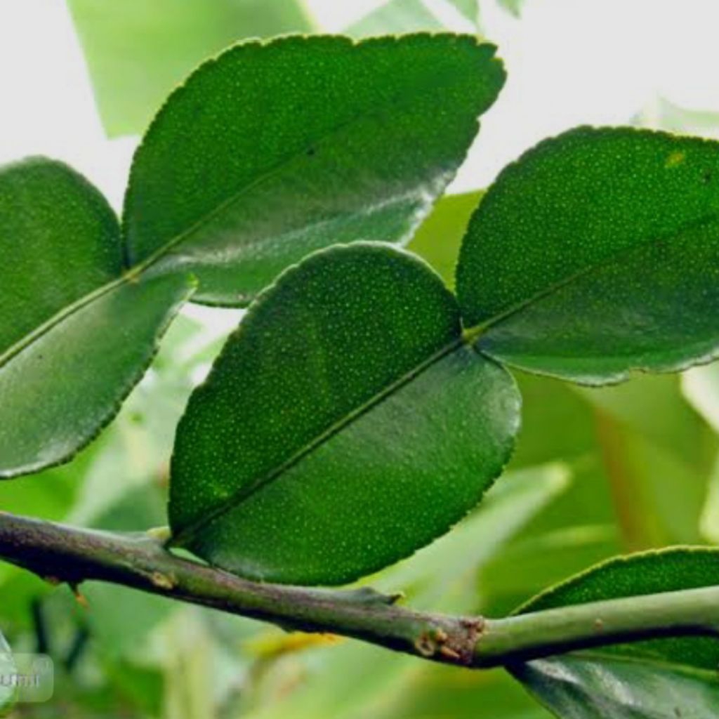 

Daun jeruk purut daun delapan daun angka delapan jeruk purut daun bumbu masak bumbu pecel per lembar