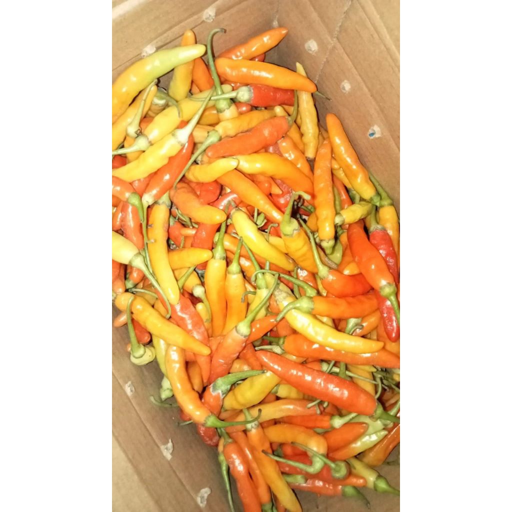 

CABE RAWIT MERAH SUPER SEGAR 500gr/1kg