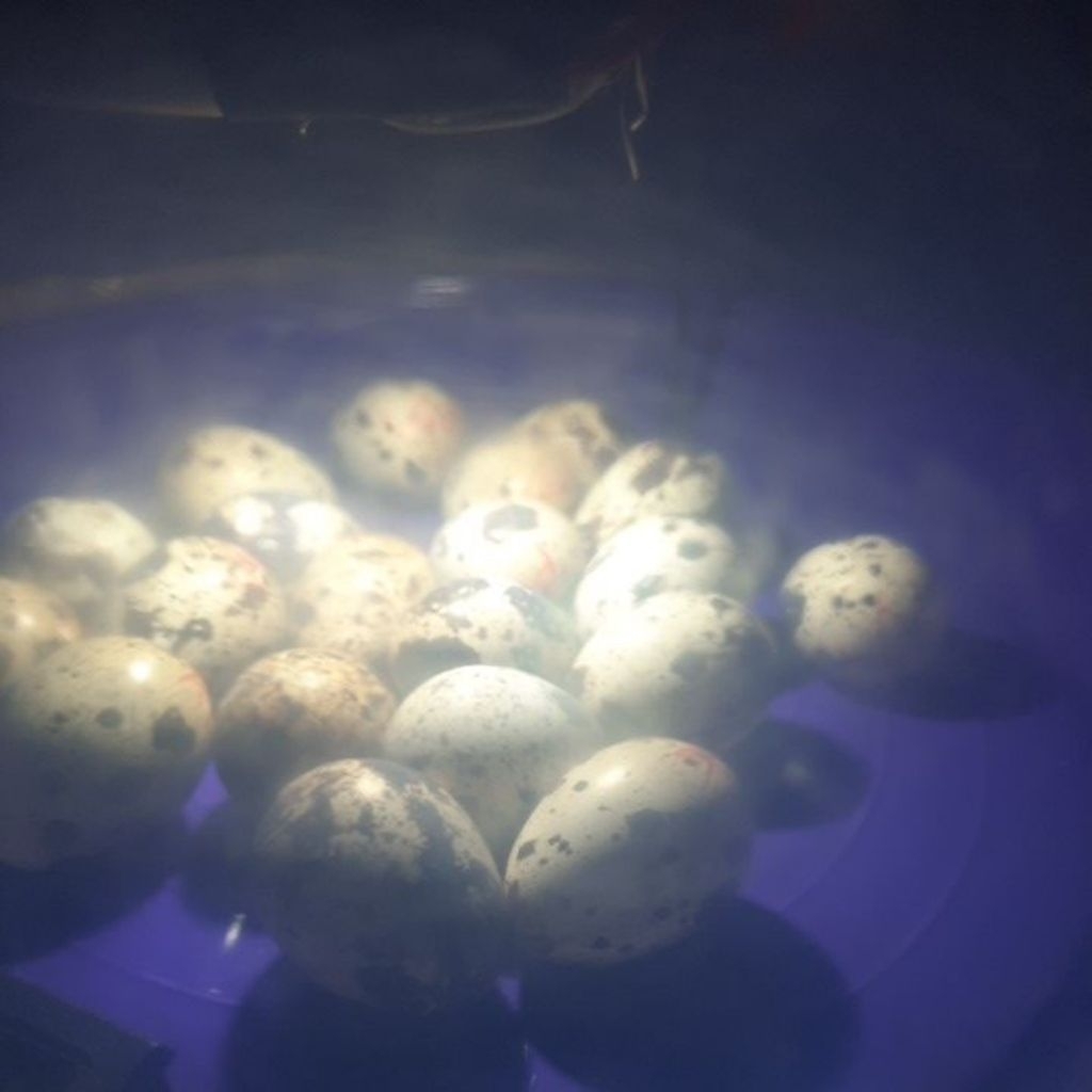 incubator mini /mesin tetas dc khusus untuk telur ayam,puyuh,bebek.