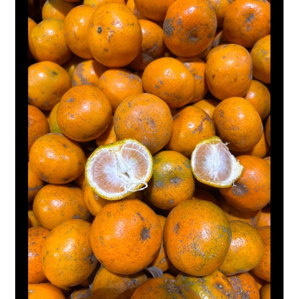 

Jeruk Medan Mini | Jeruk mini 1 kg | jeruk Medan 1 kg