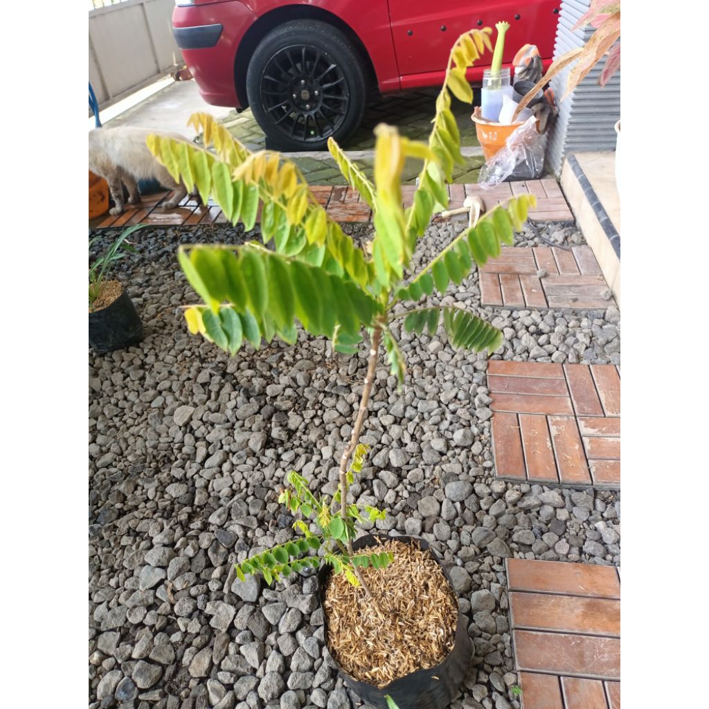 Tanaman blimbing wuluh - tanaman buah - tanaman blimbing wuluh murah