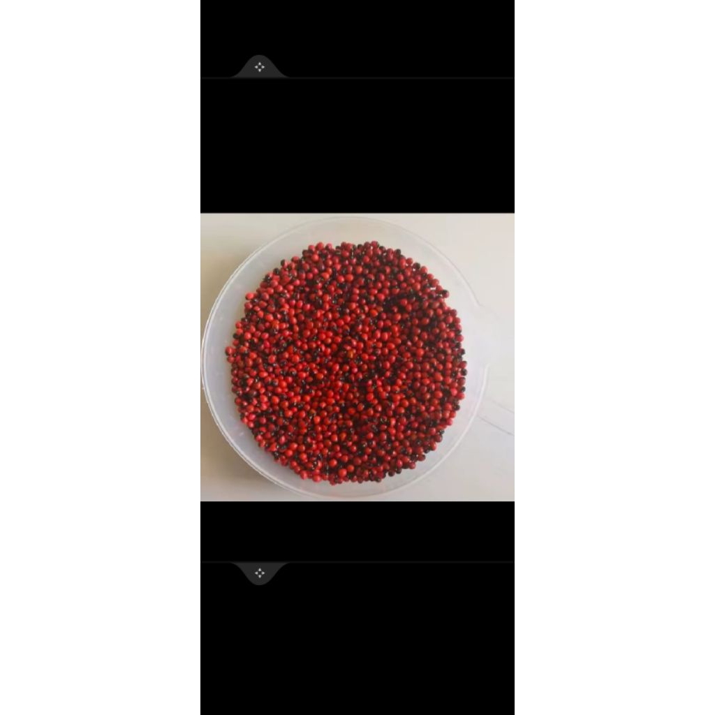 

promo biji saga rambat 30 biji