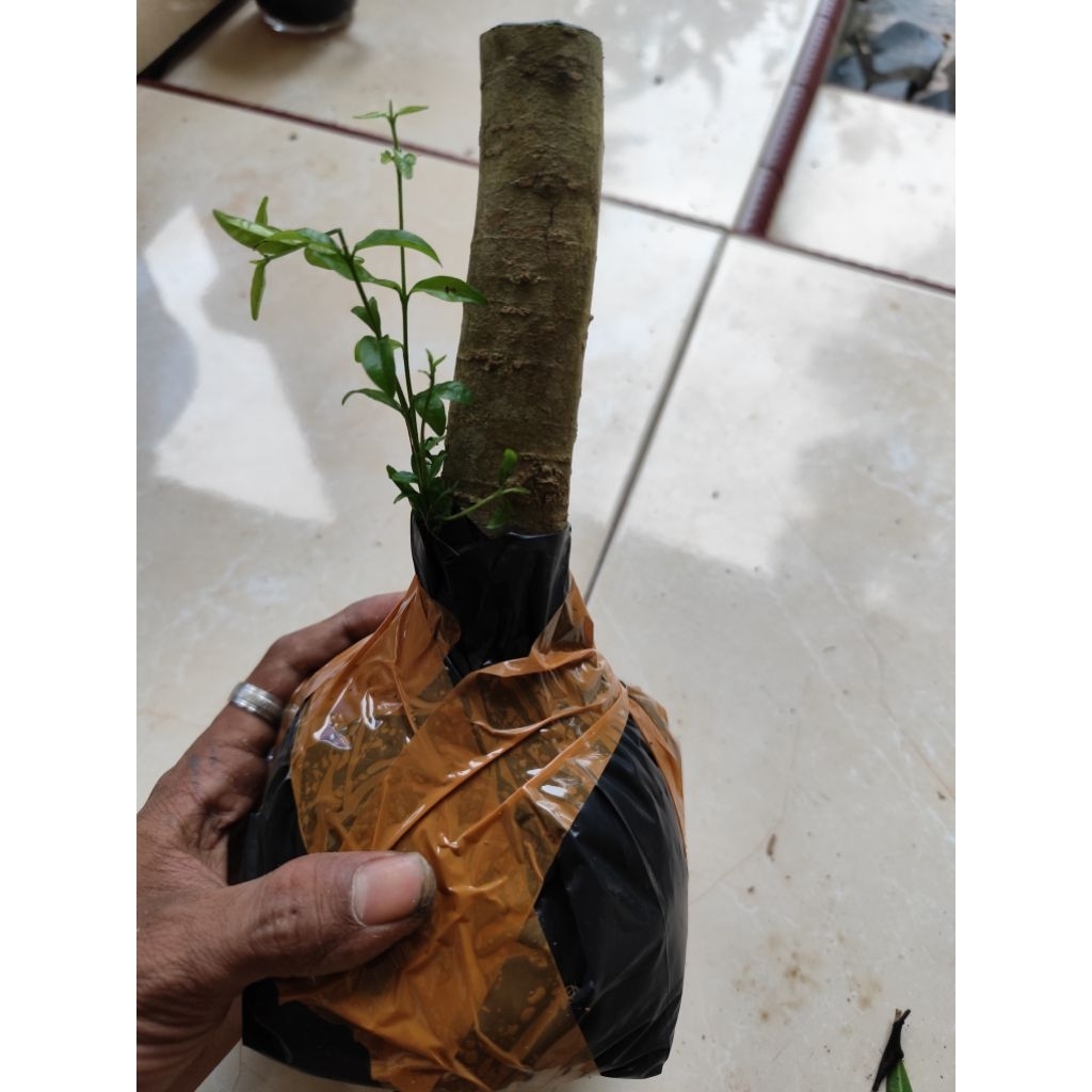 bahan bonsai bonggol anting putri