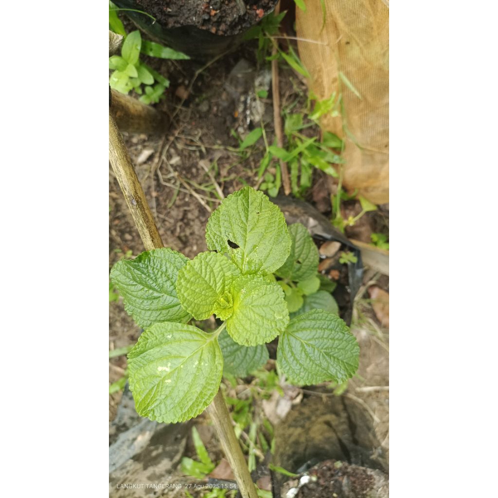 

Perilla Korea yrumpun Besar Bisa dikonsumsi / lalapan