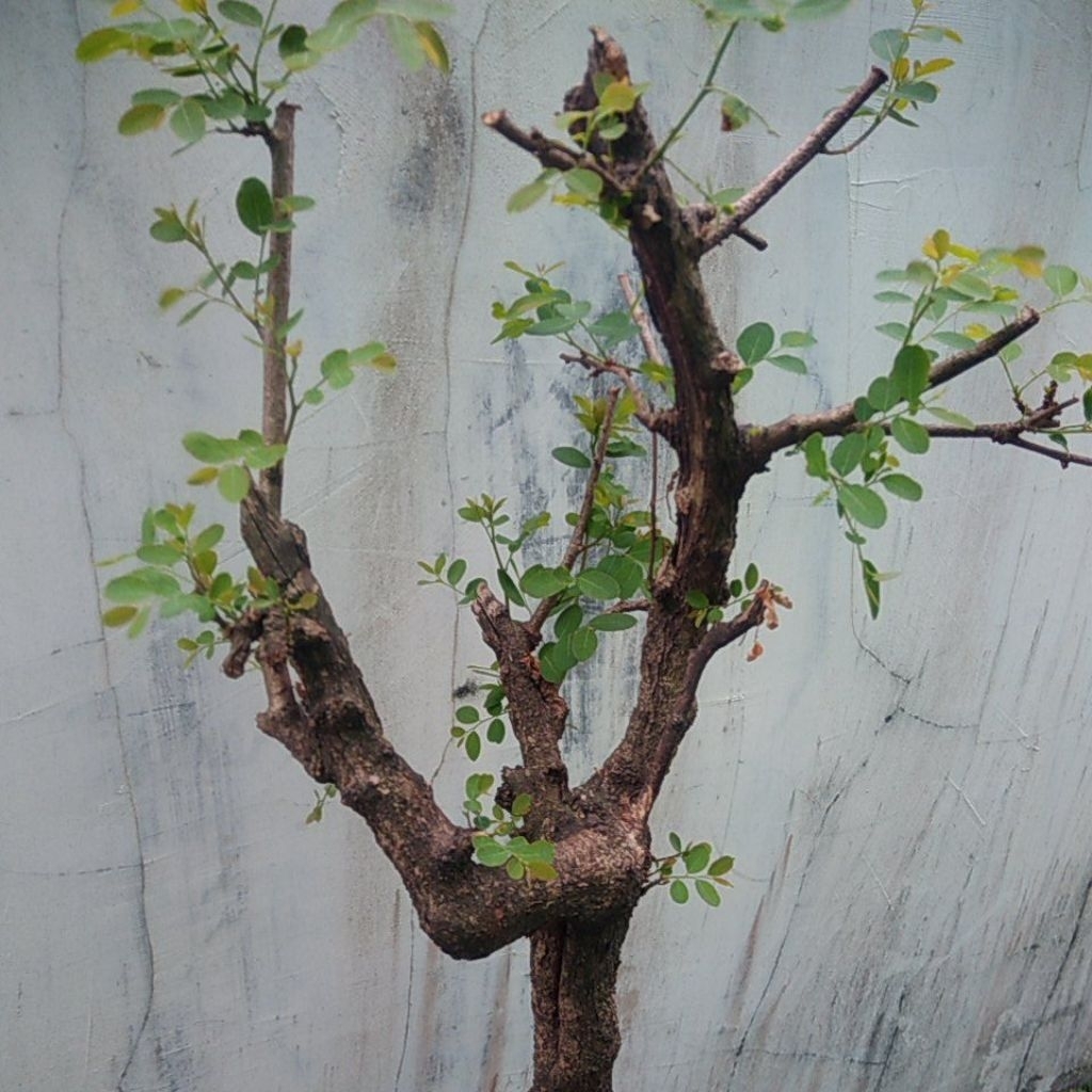 Bahan Bonsai | ileng - ileng Jumbo