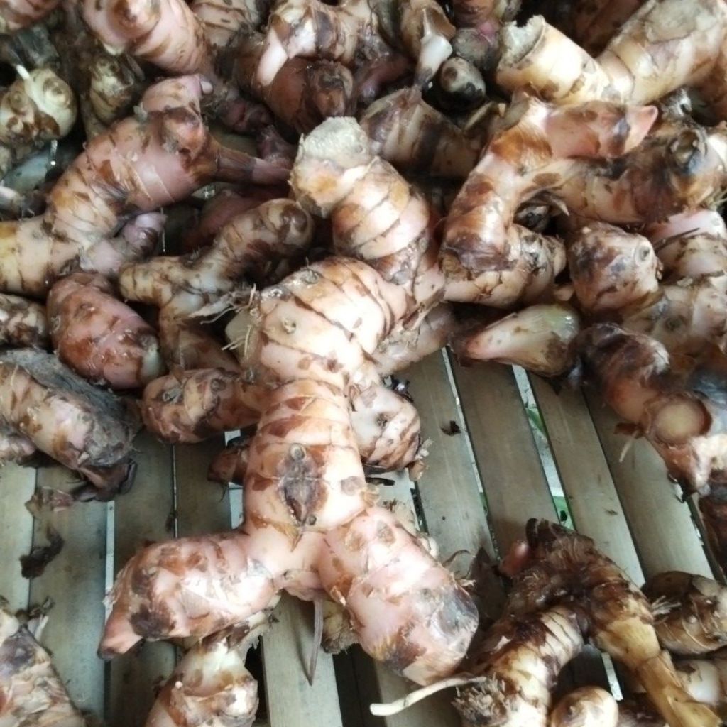 

Lengkoas atau Laos pilihan Fresh1KG