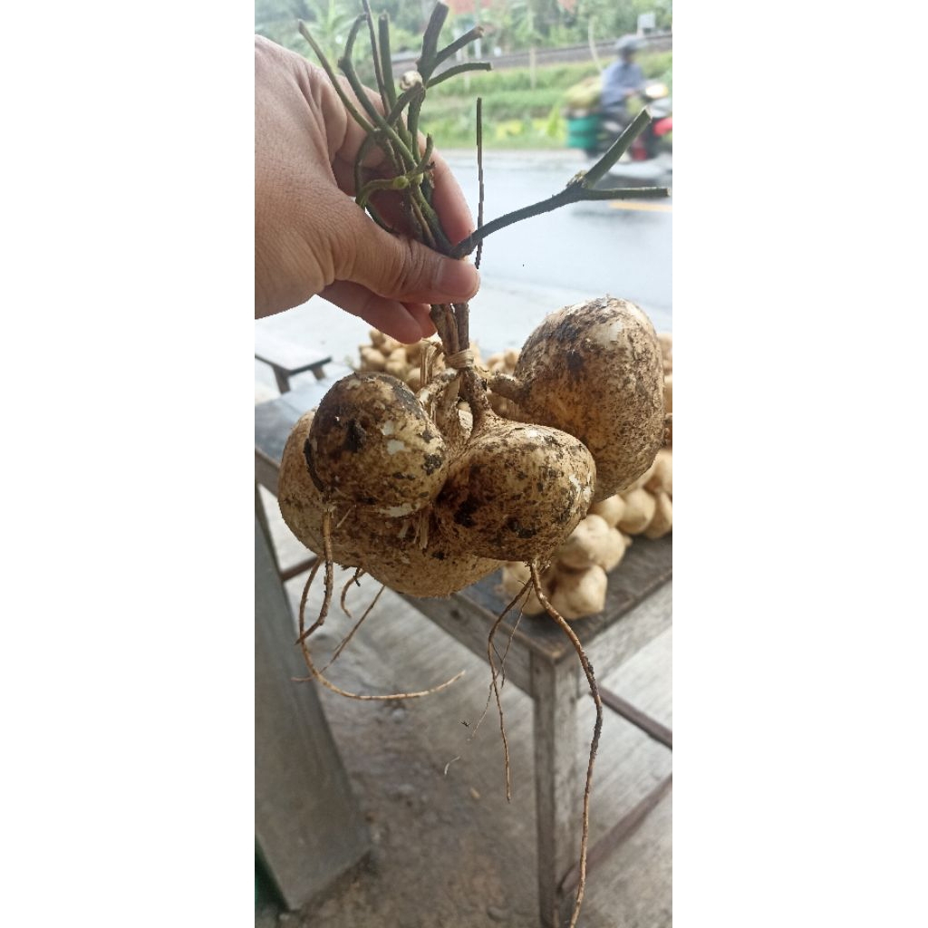 

Bengkoang Asli Cilacap