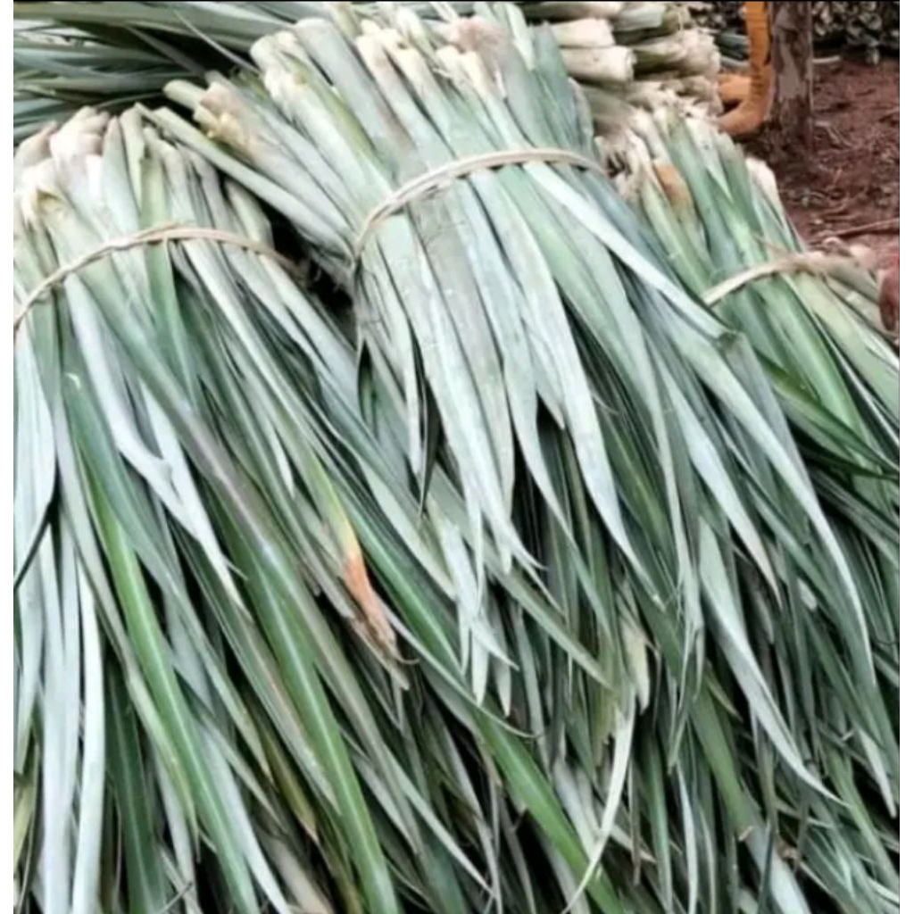 

daun nanas masih segar 1kg