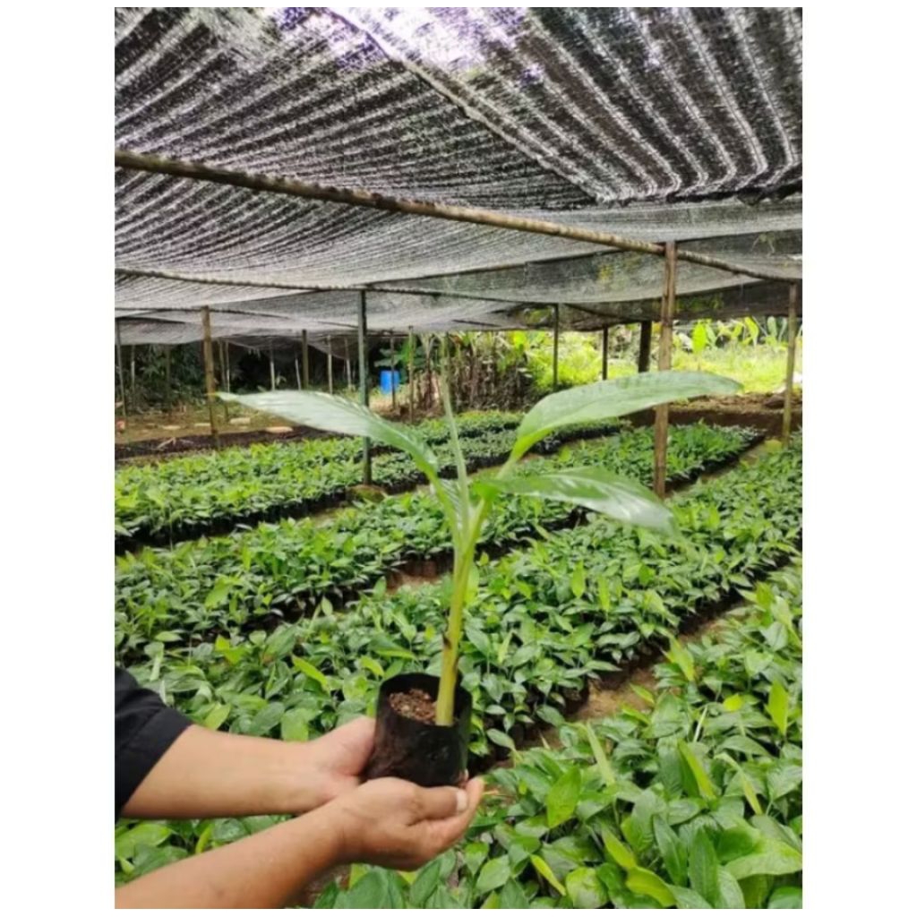 PROMO  BIBIT POHON PISANG BARANGAN MERAH