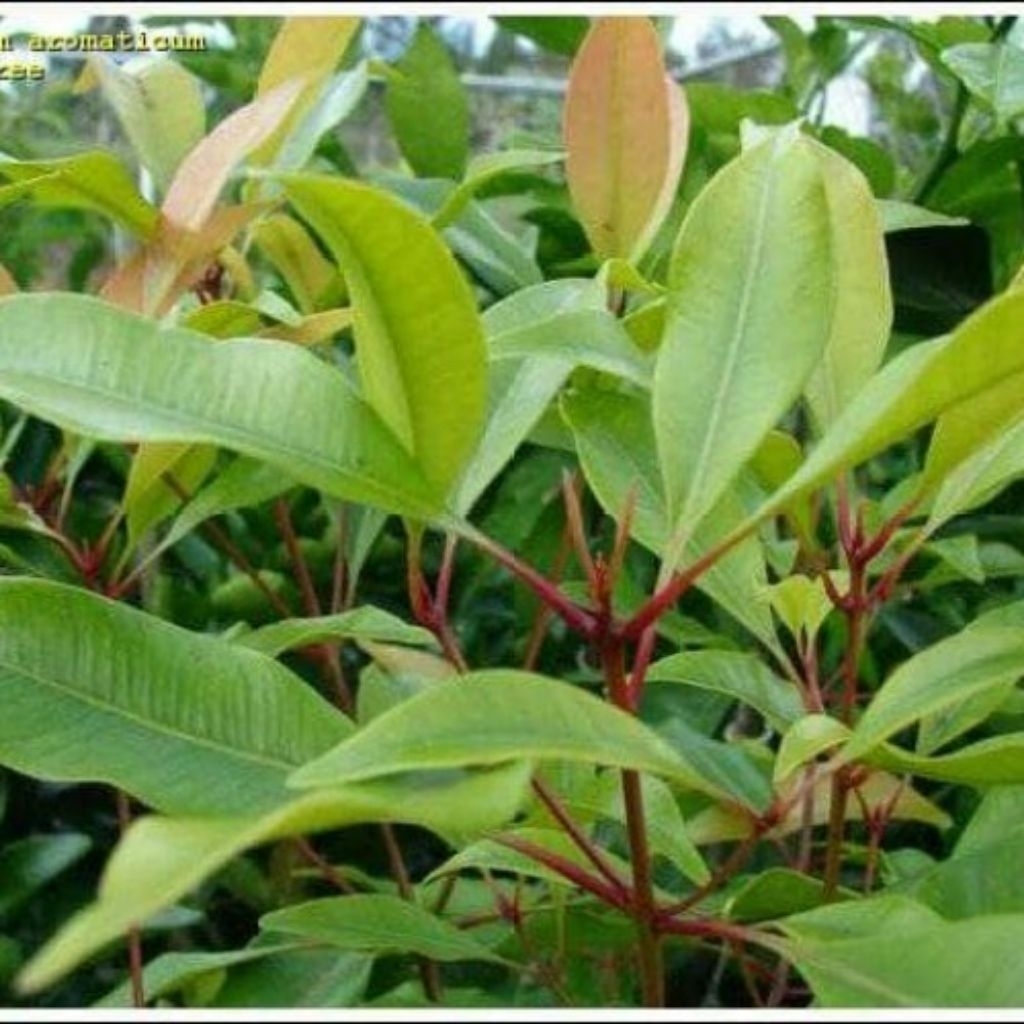 

Daun cengkih herbal banyak manfaat bagi tubuh kemasan 50 gram