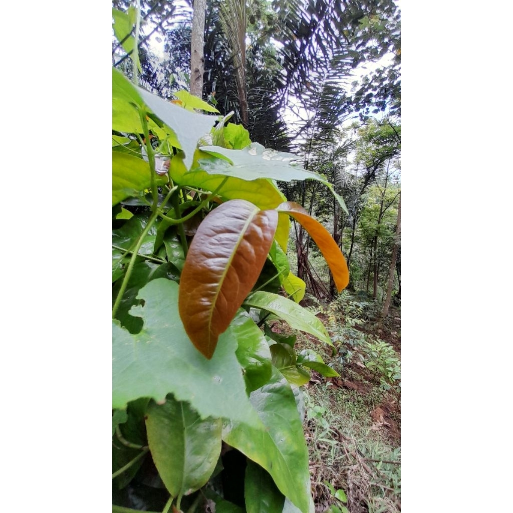 

Daun melinjo kemasan 50 gram untuk dibuat sop dan sayur asam nikmat lezat kaya akan manfaat bagi tubuh