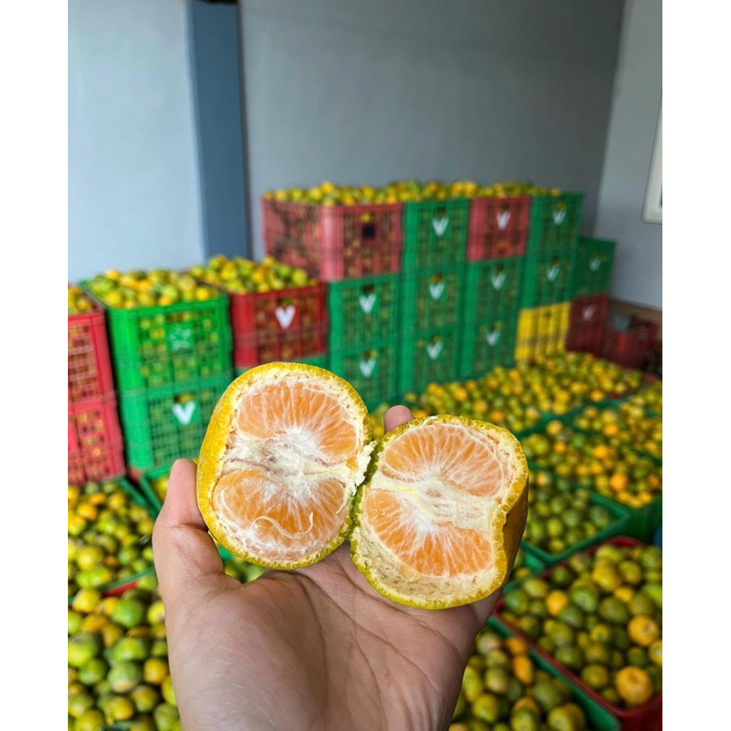 

buah jeruk keprok segar murah (harga per 1kg)